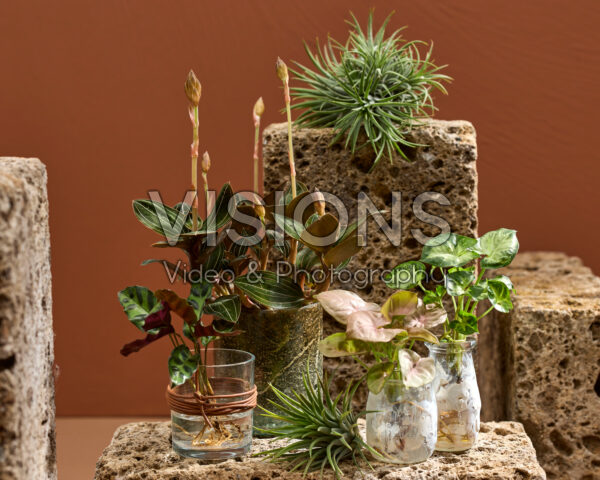 Indoor plant collection