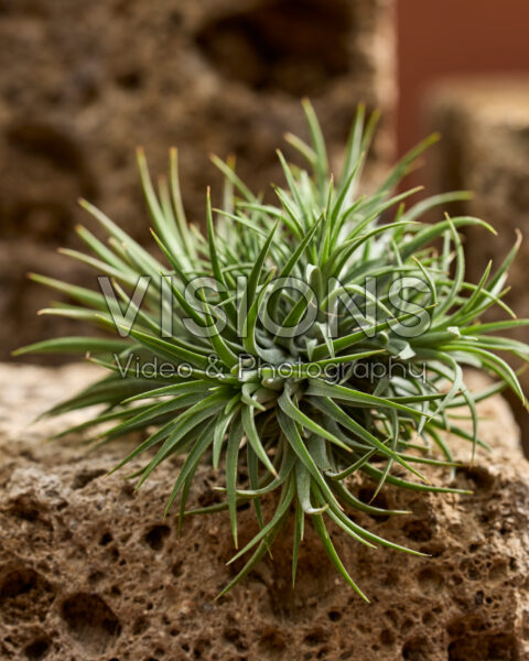 Tillandsia