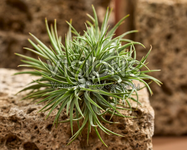 Tillandsia