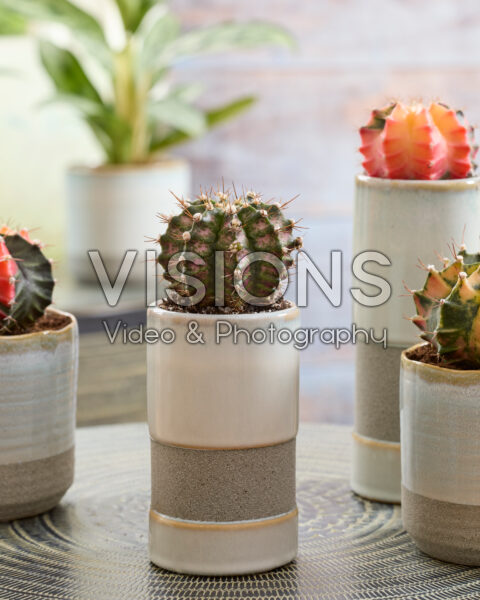 Gymnocalycium mihanovichii T-Rex | Visions Pictures