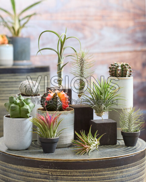 Catus and Tillandsia collection