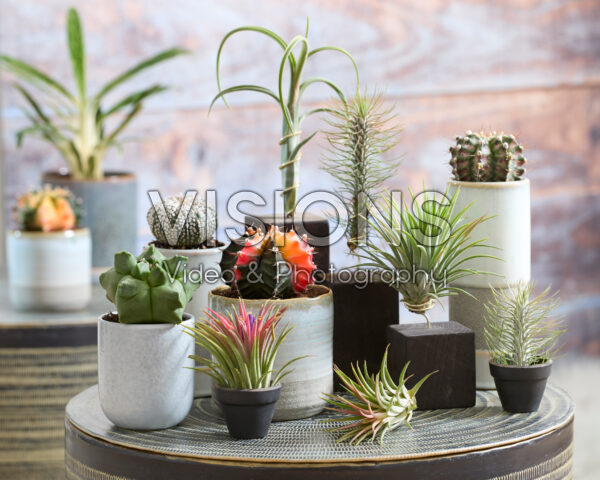 Catus en Tillandsia collectie