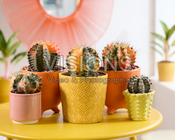 Gymno cactus collection