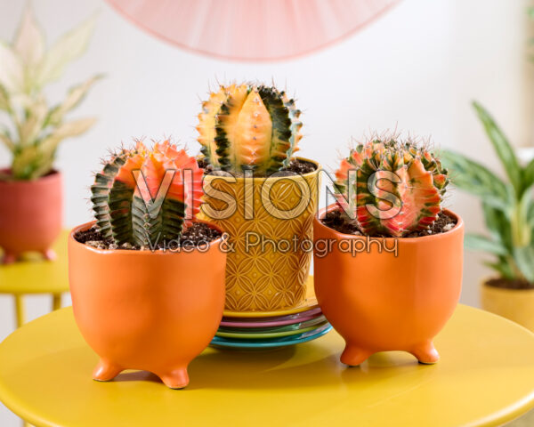 Gymno cactus collectie