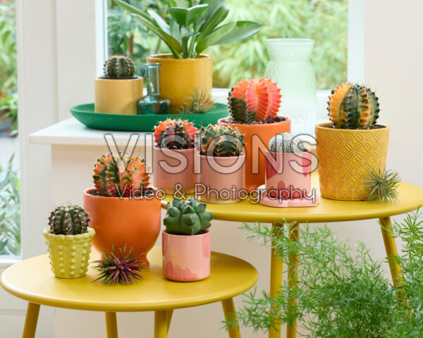 Colourful cactus collection