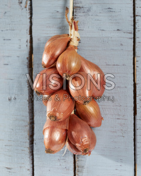 Sjalotten, Allium ascalonicum Sjalotten, Allium ascalonicum