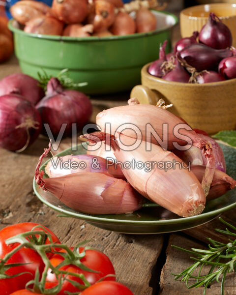 Sjalotten, Allium ascalonicum Sjalotten, Allium ascalonicum