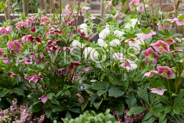Helleborus ViV collectie Helleborus ViV collectie