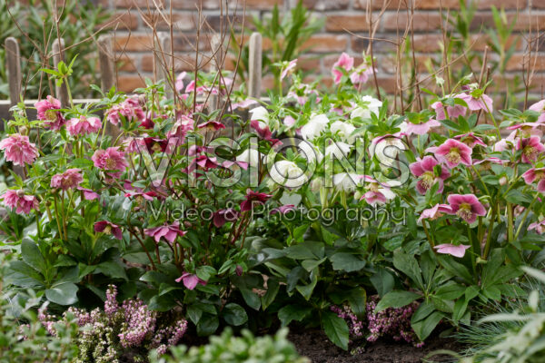 Helleborus ViV collectie Helleborus ViV collectie