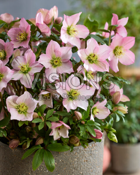 Helleborus Rosemary