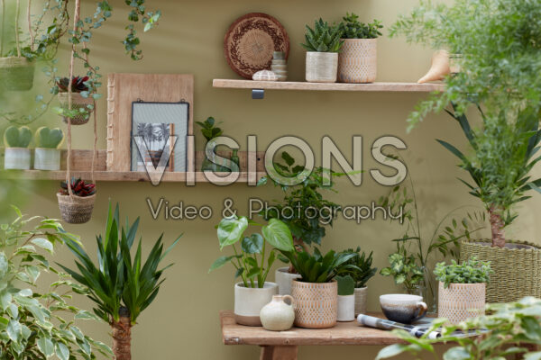 Indoor plant collection in a small place