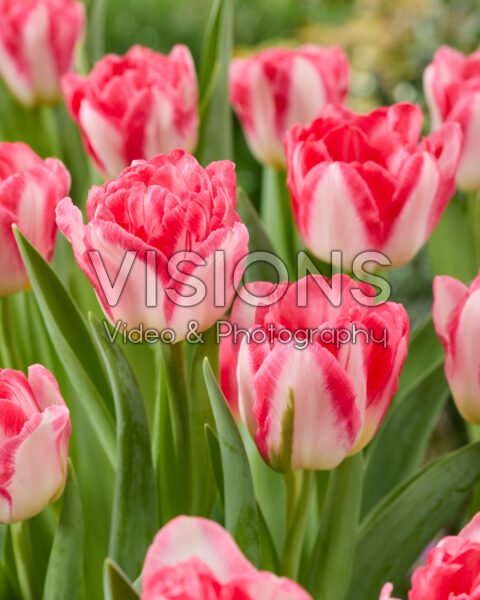 Tulipa Pink Delight