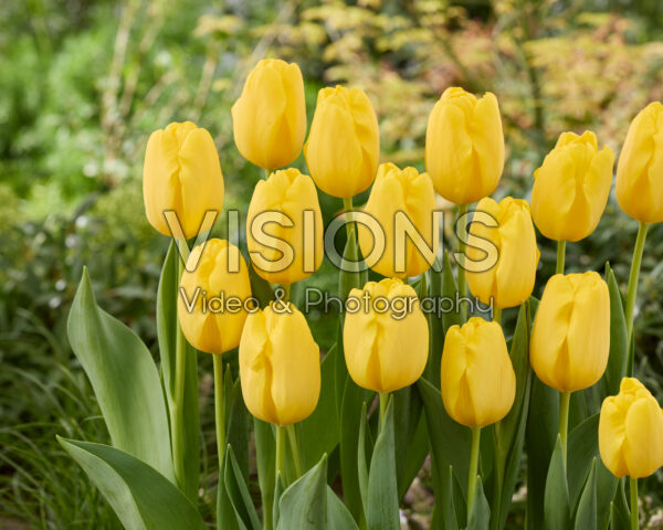 Tulipa Yellowstrike