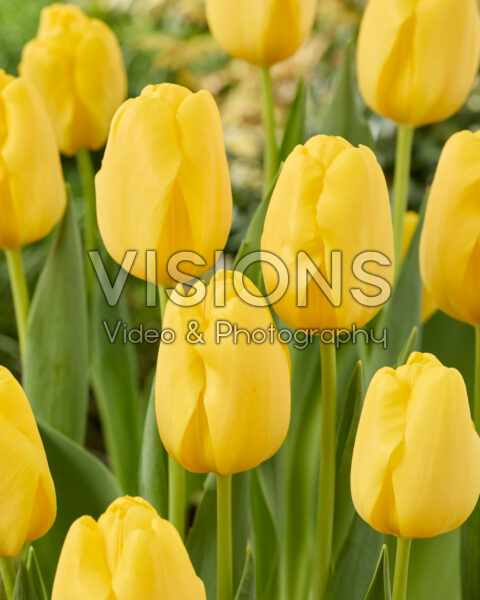 Tulipa Yellowstrike