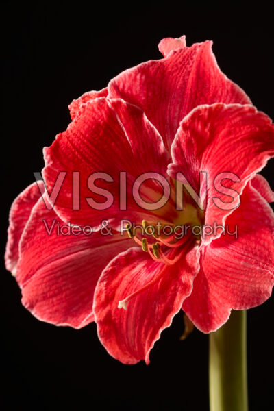 Hippeastrum bloem