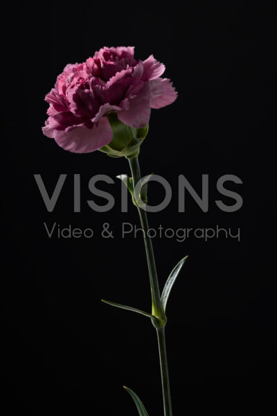 Dianthus Dianthus