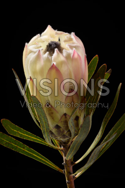 Protea flower