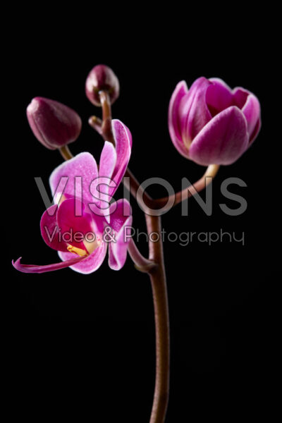 Phalaenopsis Phalaenopsis