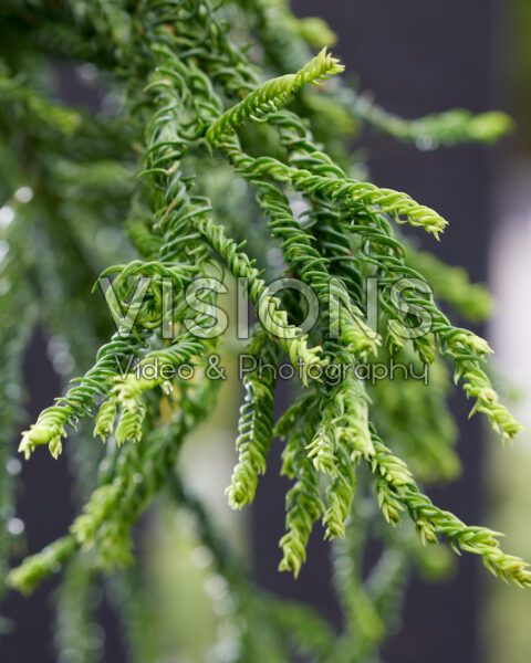 Cryptomeria japonica Kyara Gold Cryptomeria japonica Kyara Gold