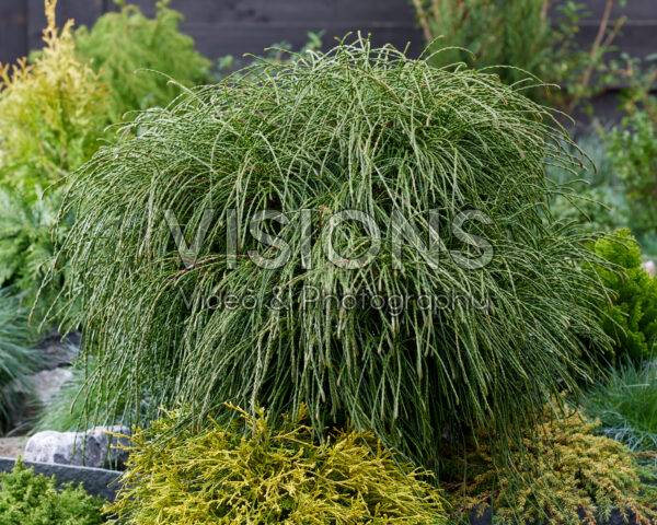 Thuja plicata Whipcord | Visions Pictures