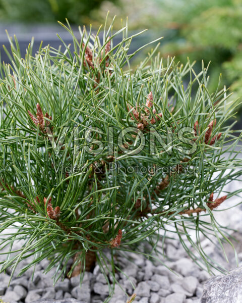 Pinus sylvestris Martham