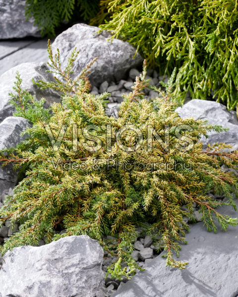 Juniperus communis Lemon Carpet