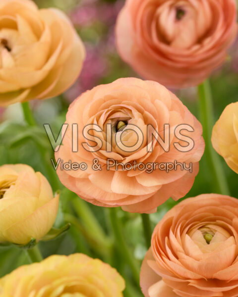 Ranunculus Elegance Salmon