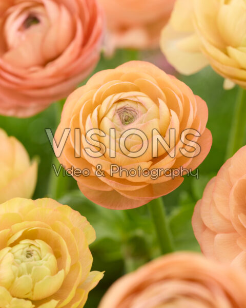 Ranunculus Elegance Salmon