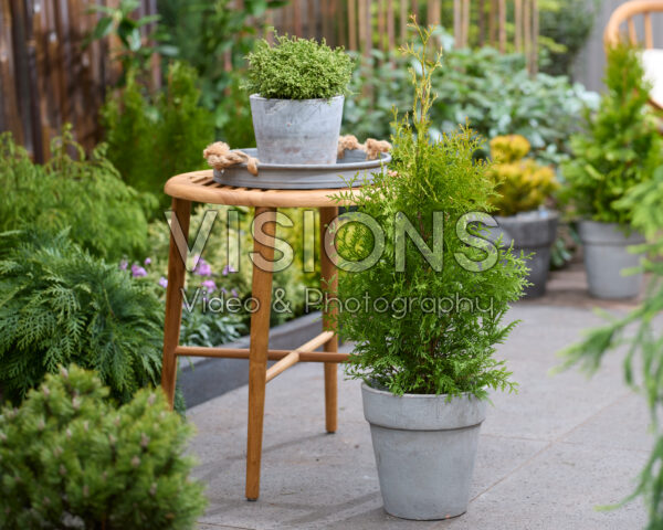 thuja smaragd hecke abstand Thuja 