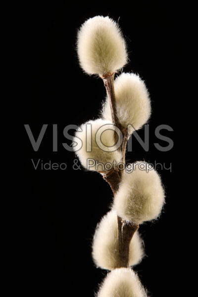 Willow catkins Willow catkins