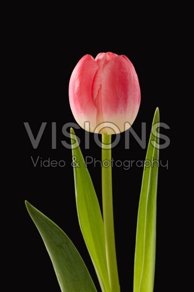 Tulipa Feline