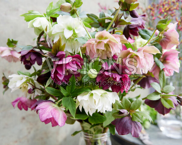 Helleborus Double Ellen mix