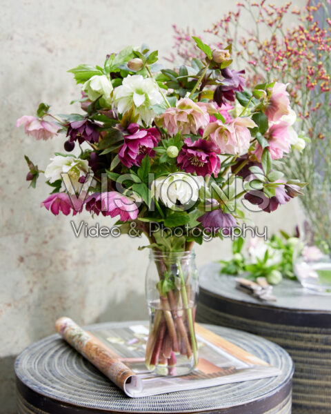 Helleborus Double Ellen mix