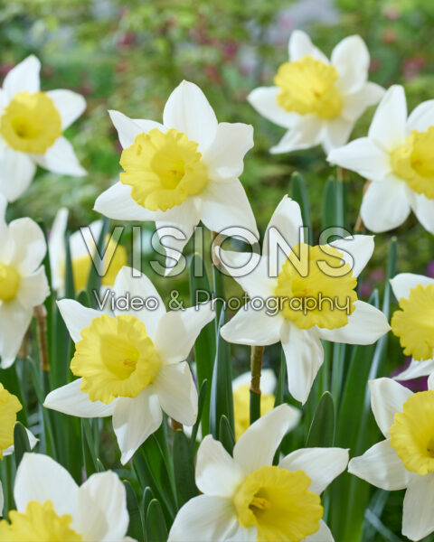 Narcissus Melyor Narcissus Melyor