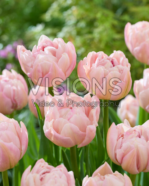 Tulipa (Double Early Grp) 'Pink Mist' TU DU PINK MIST