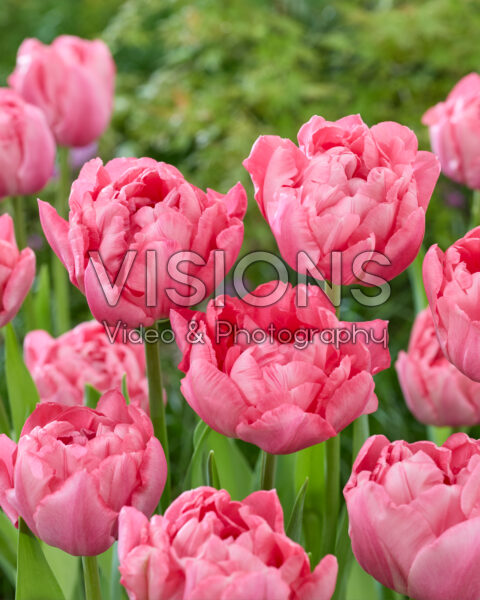 Tulipa Quinty Trustfull