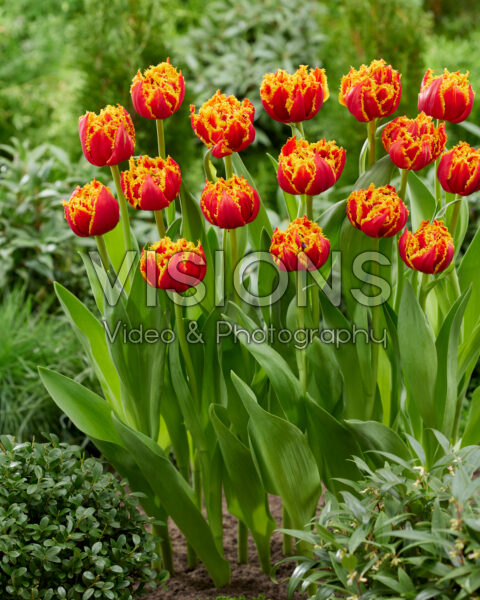 Tulipa Hollands Kroon