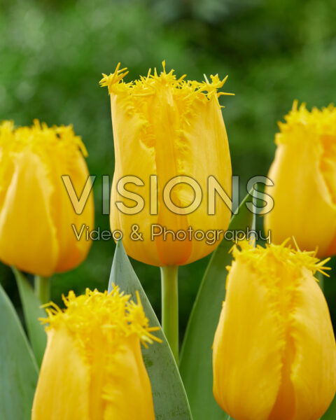 Tulipa Yellow Submarine