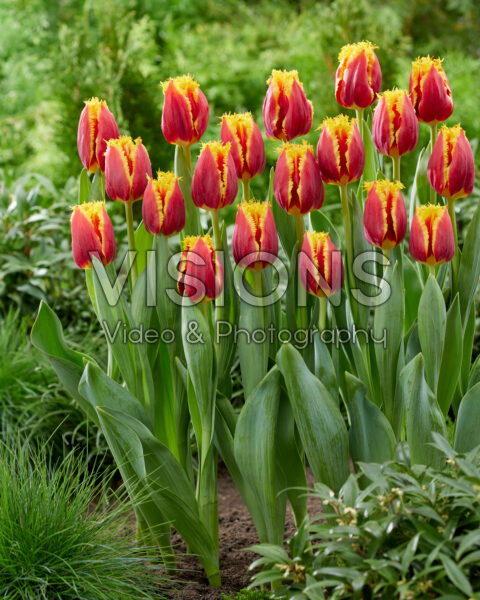 Tulipa Hardwell