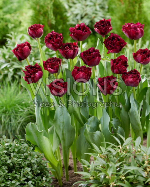Tulipa Titanium