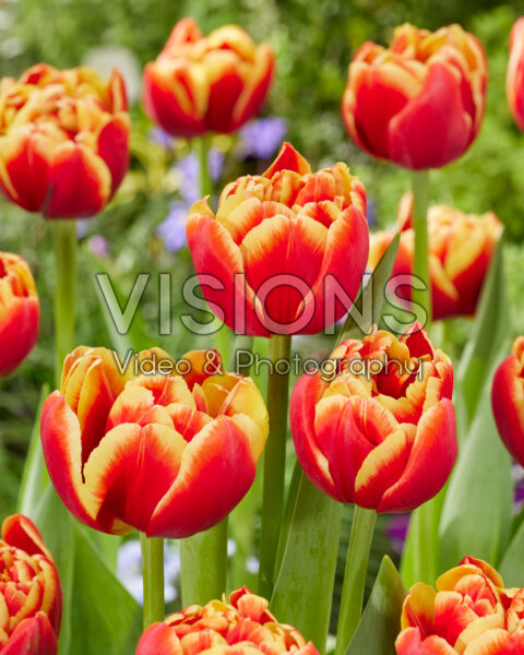 Tulipa Marax Pride