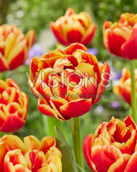 Tulipa Marax Pride