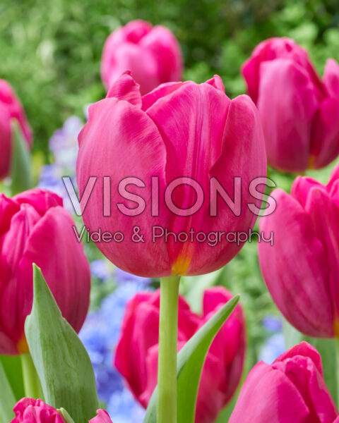 Tulipa Purple Angel Tulipa Purple Angel