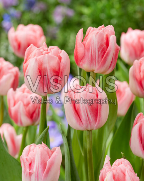 Tulipa Mothers Choice