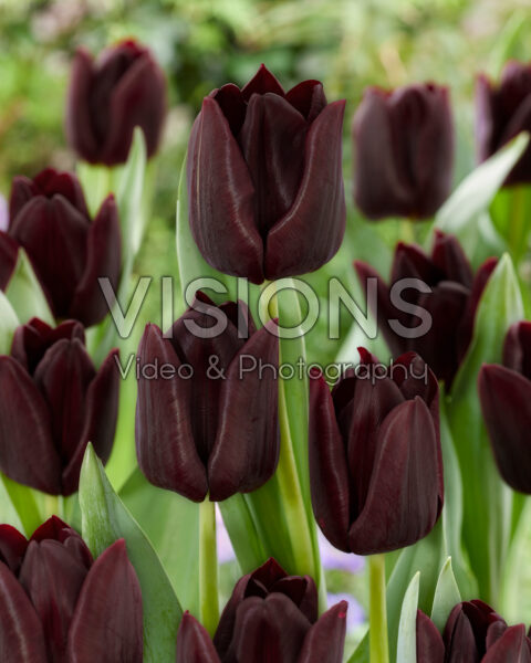 Tulipa Toendra
