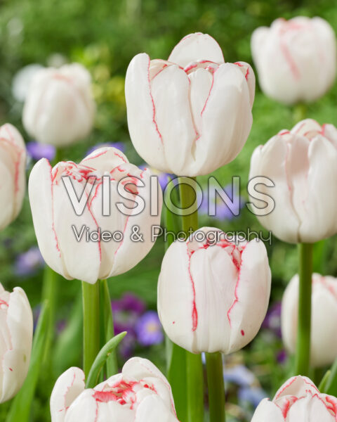 Tulipa Wild Romance