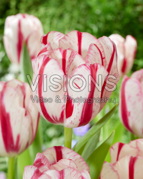 Tulipa REM 04.32-0225-03