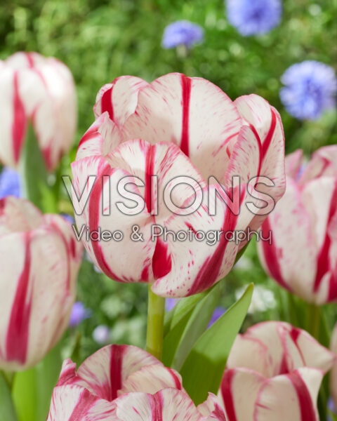Tulipa REM 04.32-0225-03