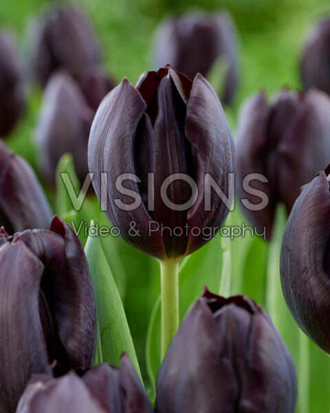 Tulipa Nightshade