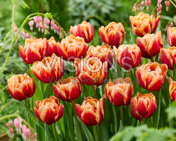 Tulipa Congo